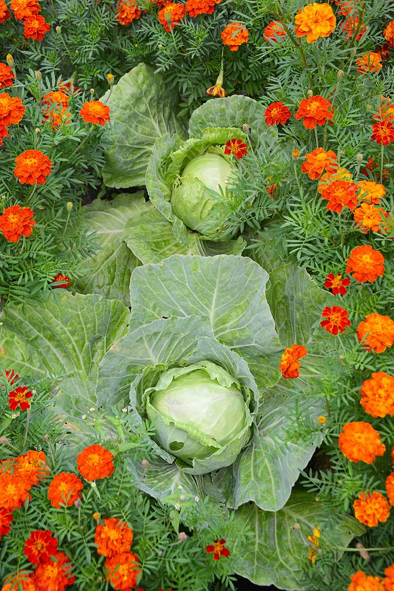A close up vertical image of cabbages growing in the garden surrounded by marigolds.