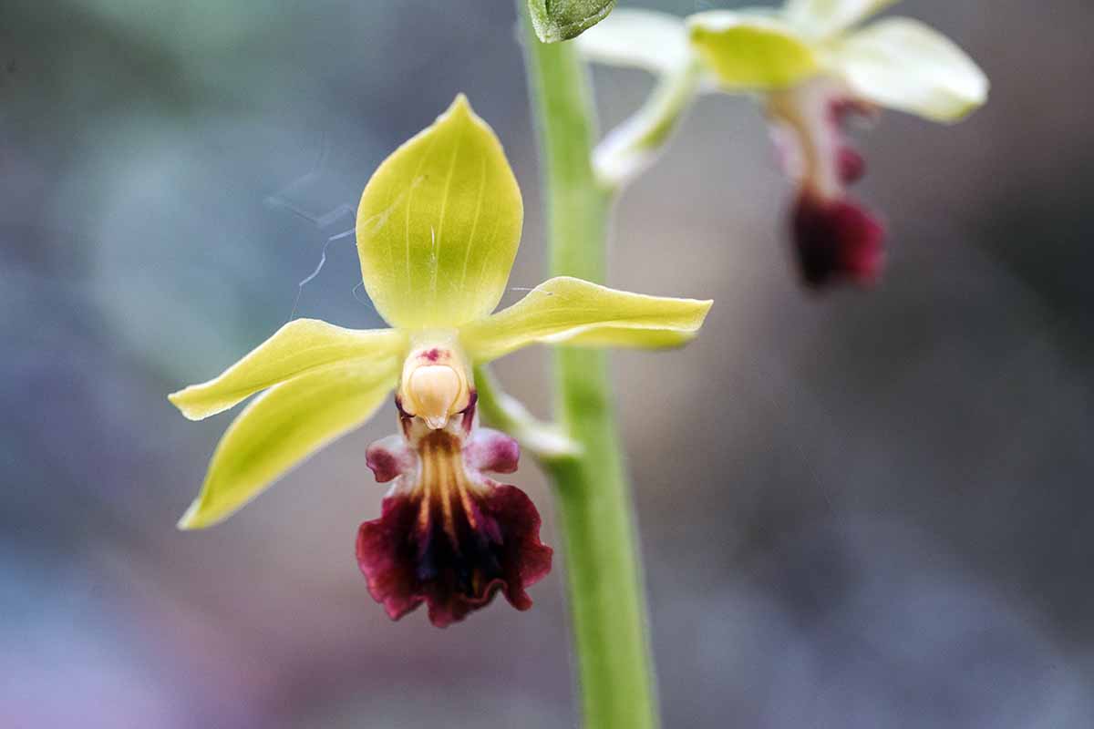 A horizontal close up photo of a wild yellow calanthe orchid .
