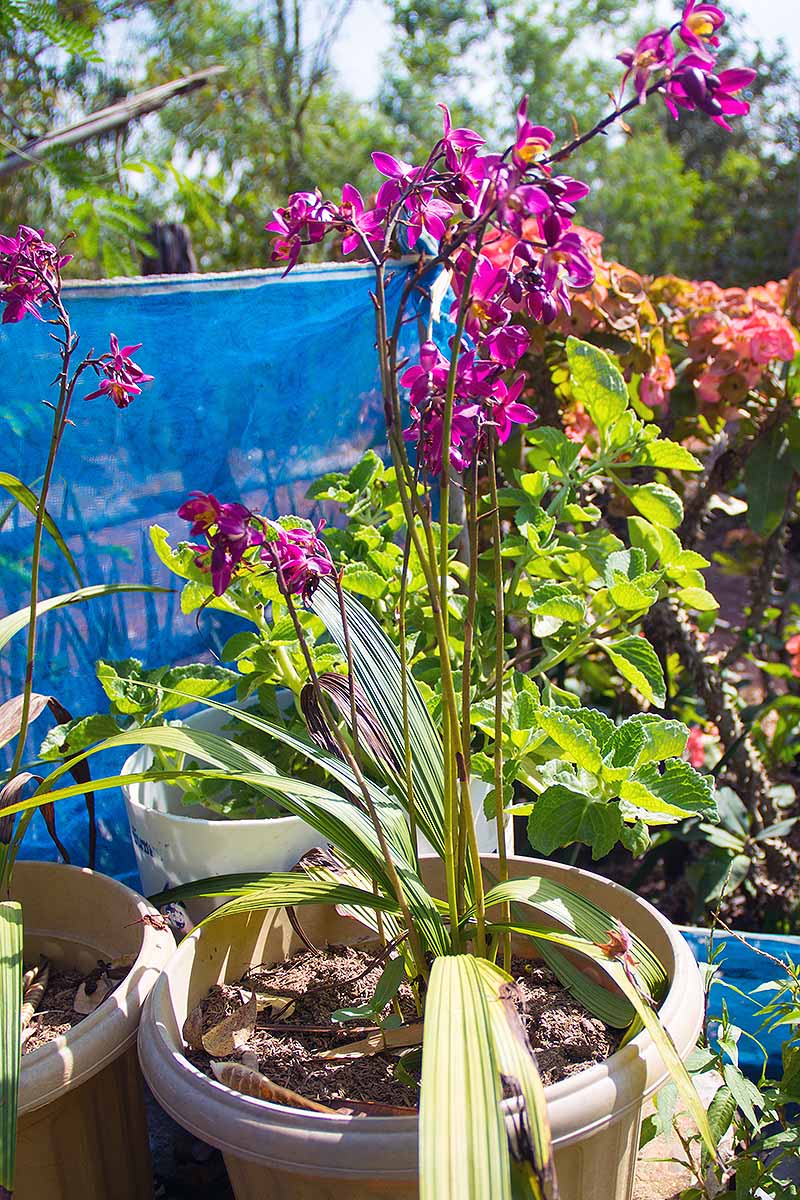 A vertical shot of magenta colored calanthe orchids in pots.