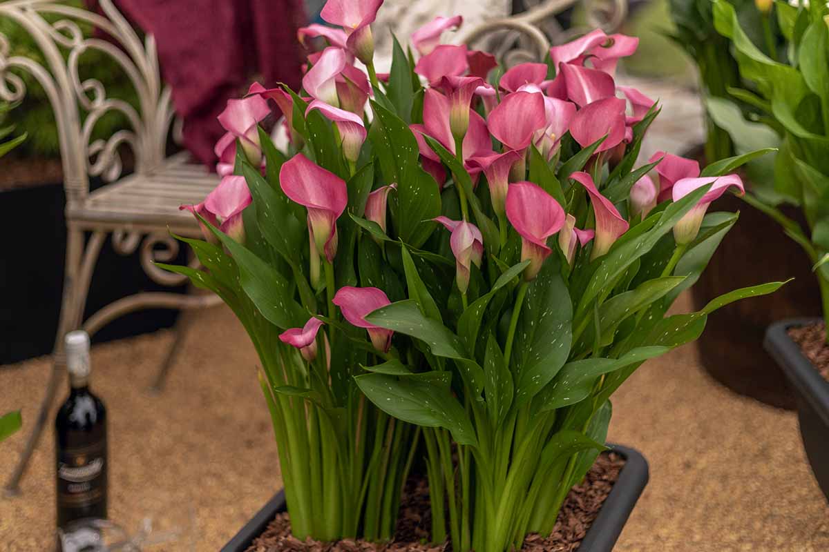 A horizontal shot of a bunch of pink calla lilies in full bloom growing in a square black pot.