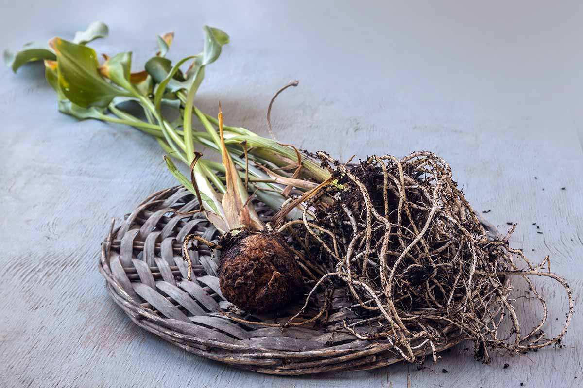 A horizontal photo of a calla lily tuber lying on its side on a wicker mat with the roots exposed.