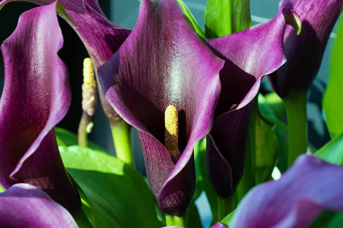 A horizontal close up photo of a dark burgundy calla lily bloom with a yellow center.