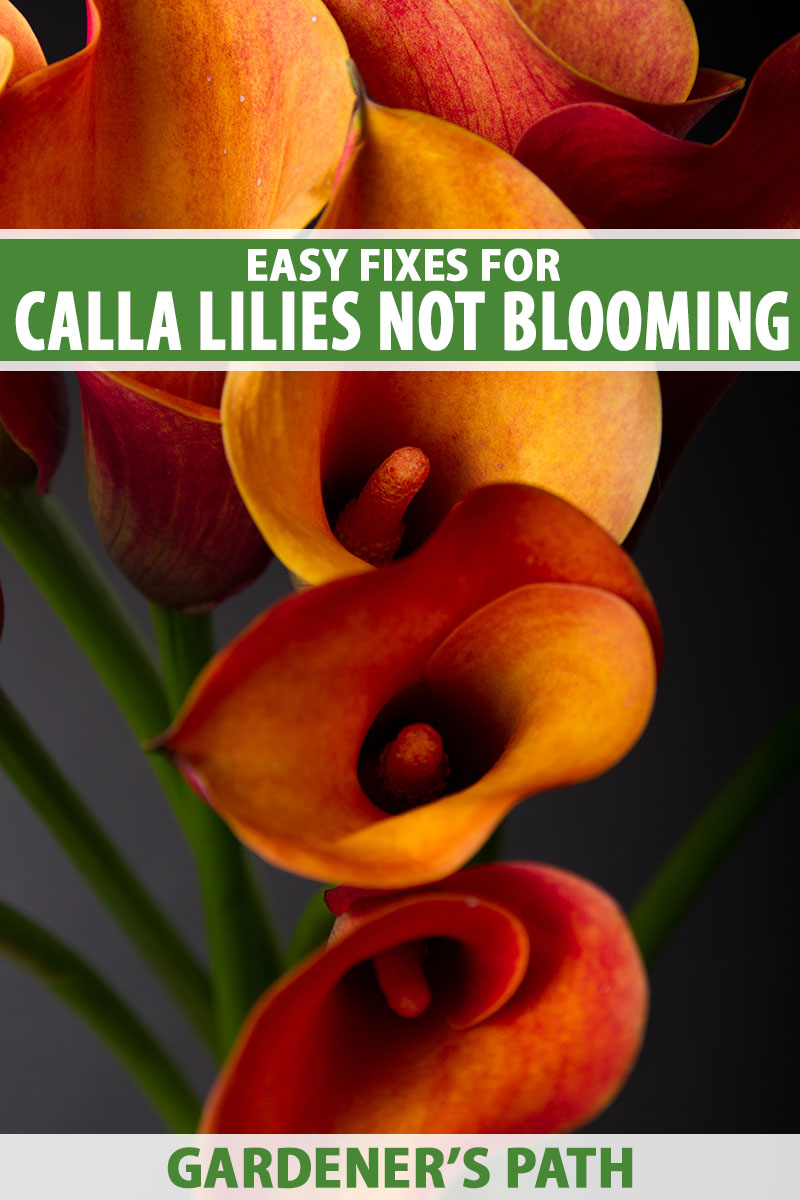 A vertical photo close up from above of a row of orange calla lily blooms. Green and white text span the center and bottom of the frame.