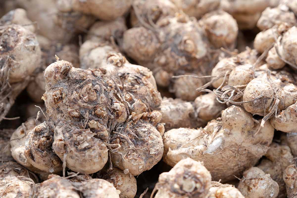 A horizontal photo of many calla lily root tubers.