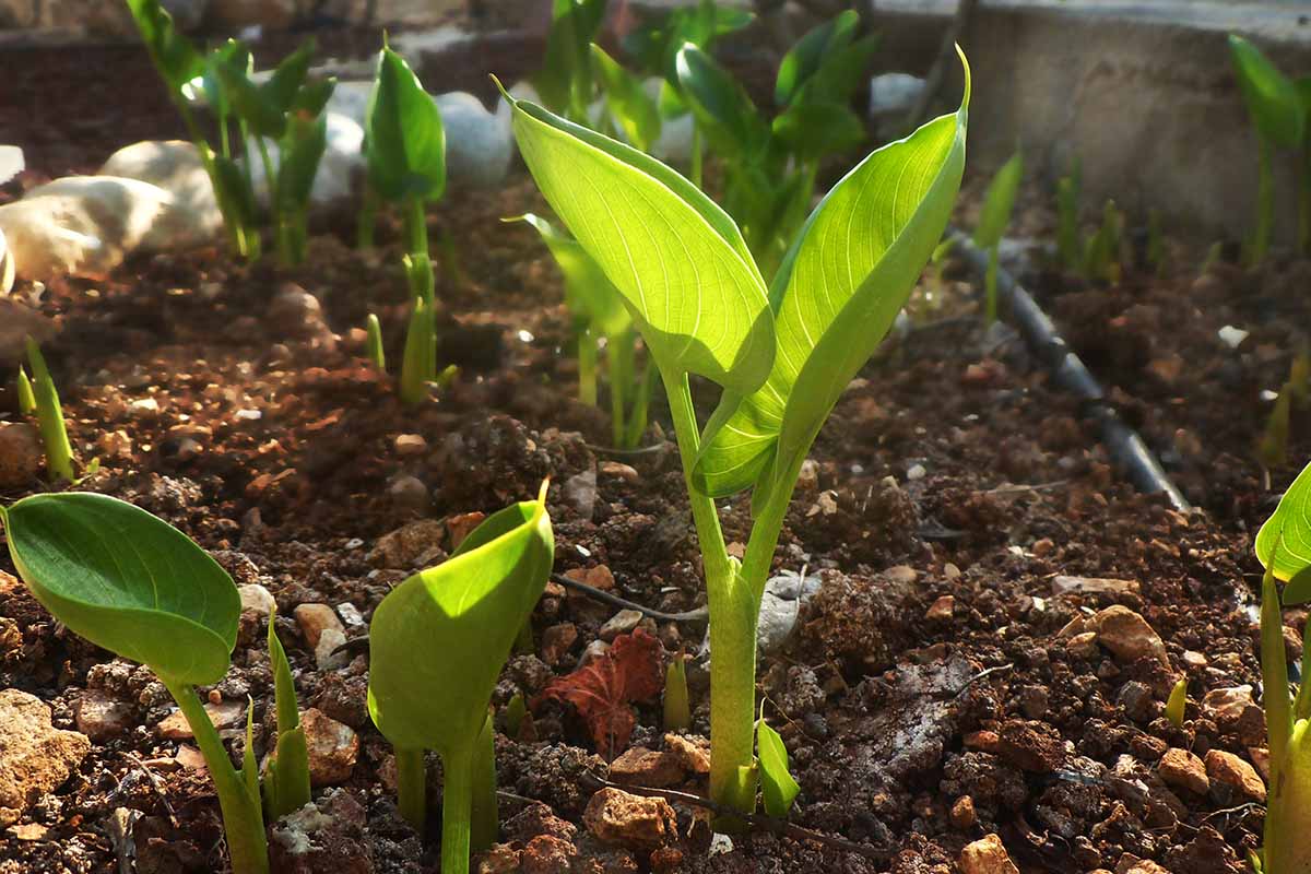 A horizontal photo of a couple of calla lily sprouts coming up in a garden.
