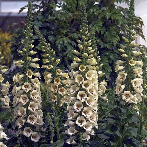 A close up square image of 'Camelot Cream' foxgloves growing in the garden.