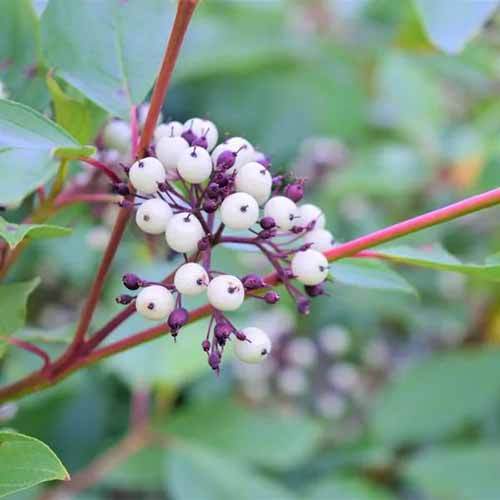 A square product close up of the berries on a Cardinal Red Twig dogwood tree.