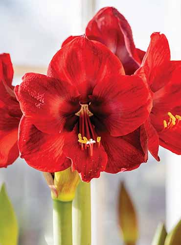 A close up of a red 'Carmen' amaryllis flower pictured on a soft focus background.