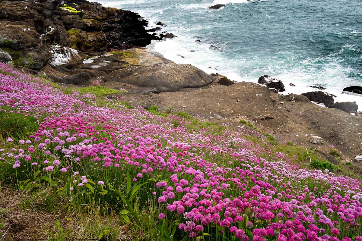 A horizontal image of a large carpet of pink sea thrift flowers growing on a rocky cliff with the ocean in the background.