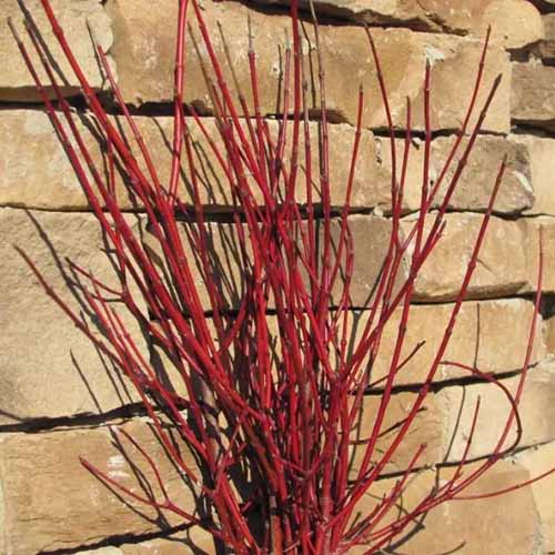 A square photo of Cayenne dogwood up against a brick wall background.