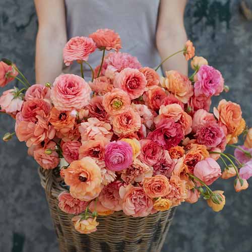A close up square image of a gardener holding a basket of 'Champagne' ranunculus flowers.