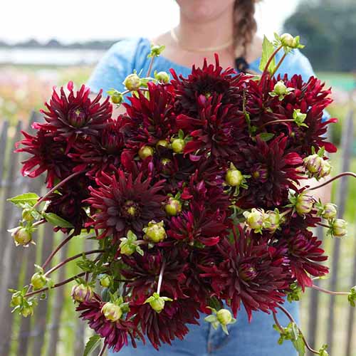 A square image of a gardener holding a large bunch of deep burgundy 'Chat Noir' dahlias recently cut from the garden.