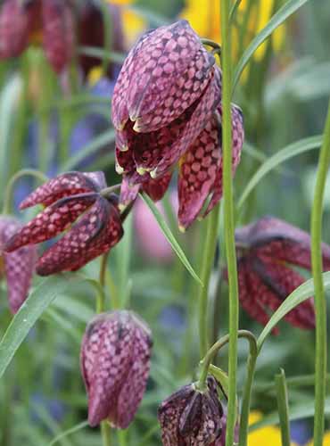 A close up of checkered fritillaria growing in the garden pictured on a soft focus background.