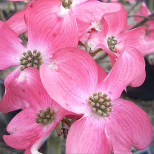 A close up square image of deep pink Cornus florida 'Cherokee Chief' flowers pictured on a soft focus background.