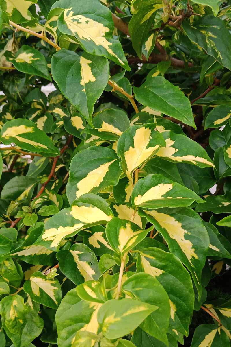 A close up vertical image of the variegated foliage of a Cherokee Daybreak flowering dogwood growing in the garden.