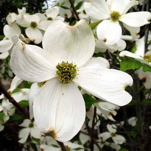 A close up square image of 'Cherokee Princess' dogwood with white flowers growing in the garden pictured on a soft focus background.