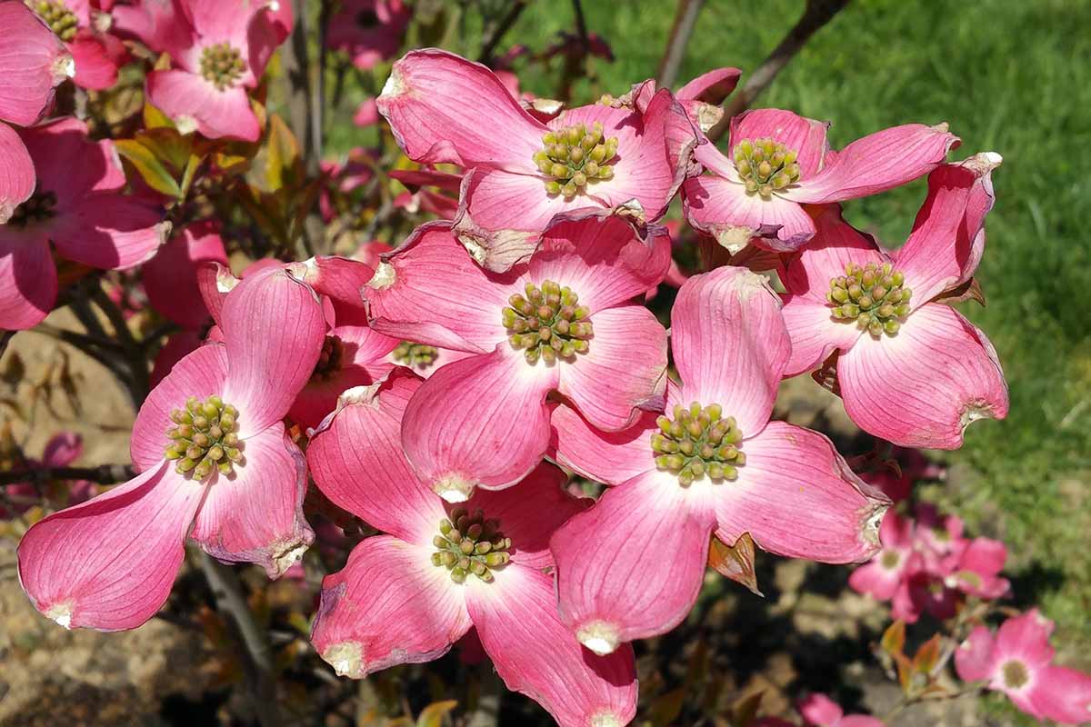 A close up horizontal image of the flowers of Cornus florida 'Cherokee Sunset' dogwood growing in the garden.