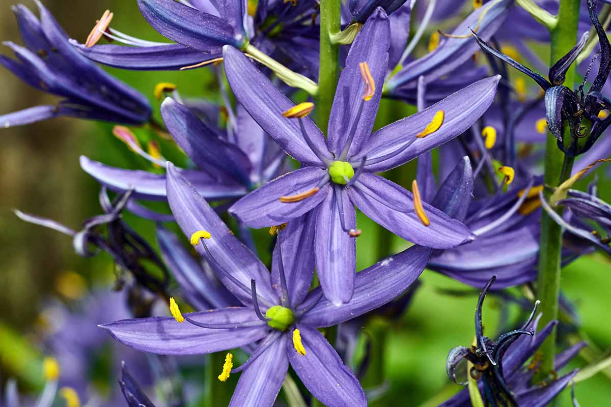 A horizontal close up photo of blue Camassia, aka wild hyacinth flowers pictured on a soft focus background.