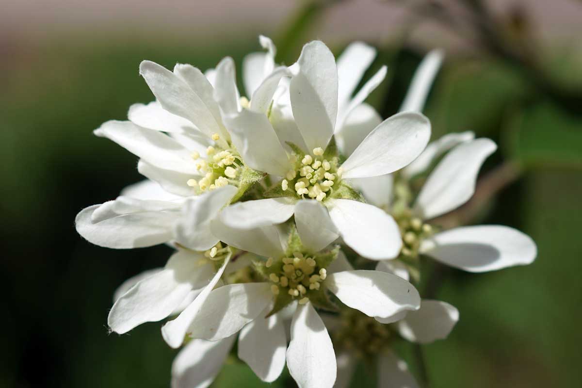 A close up horizontal image of the white flowers of a Saskatoon serviceberry (Amelanchier alnifolia) pictured in light sunshine on a soft focus background.