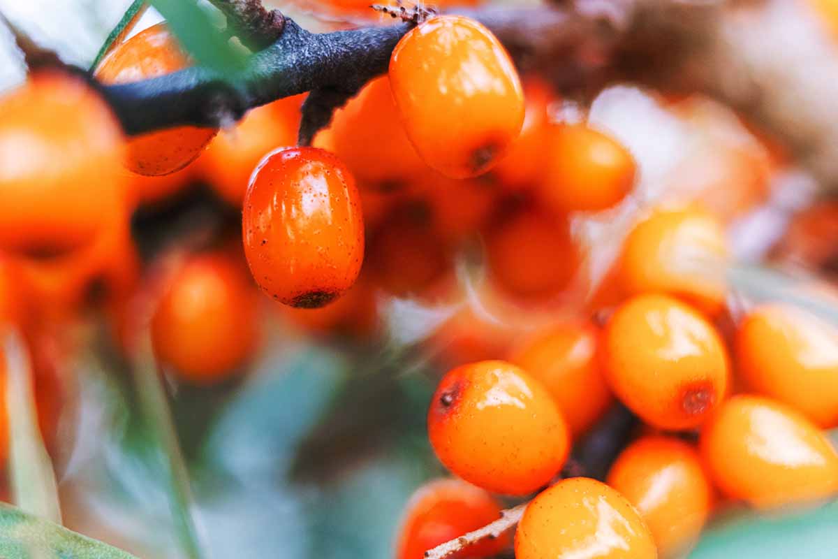A horizontal close up image of a branch of orange sea buckthorn berries pictured on a soft focus background.
