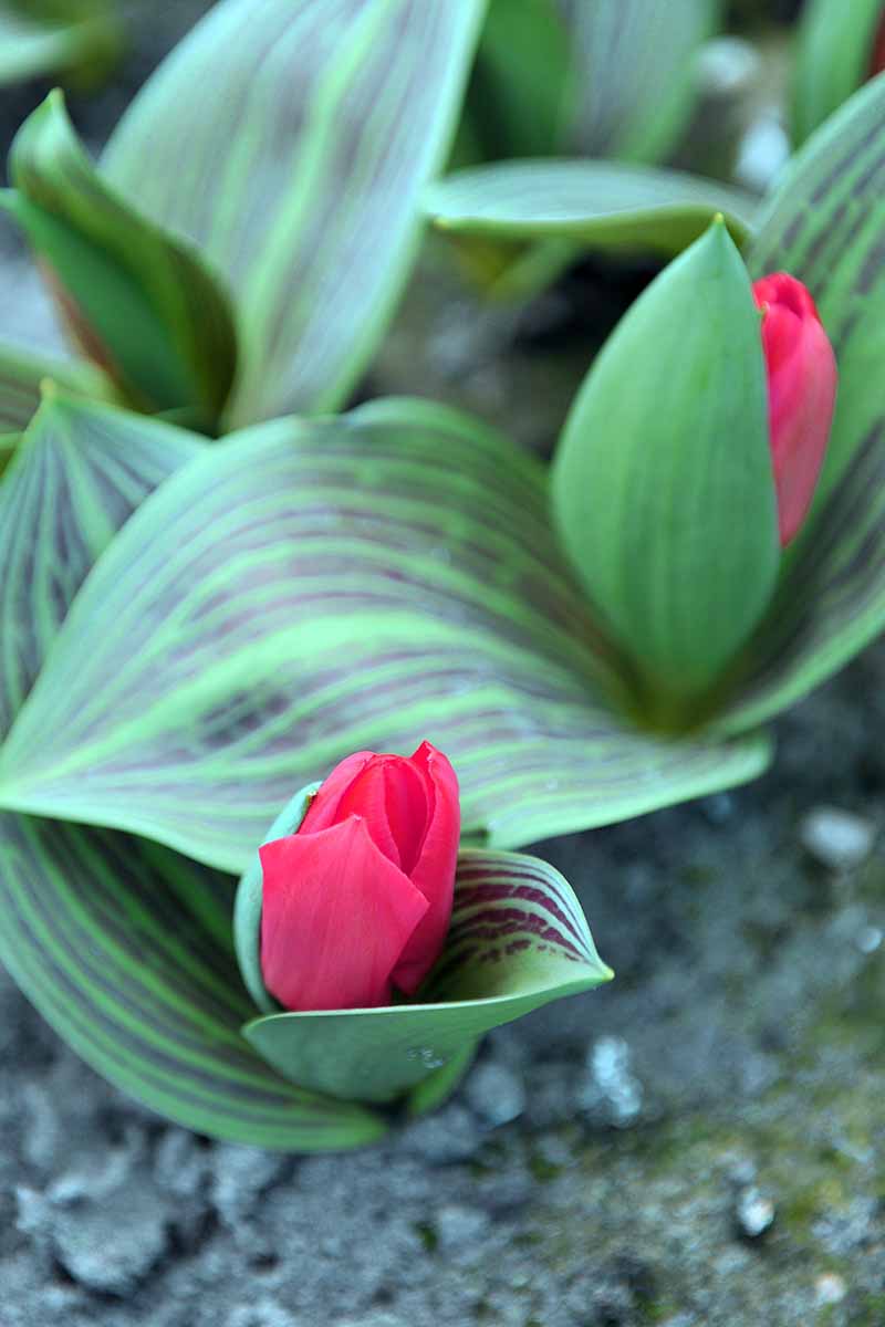 A vertical photo of two red Greigii tulips blooms starting to emerge amidst the green foliage.