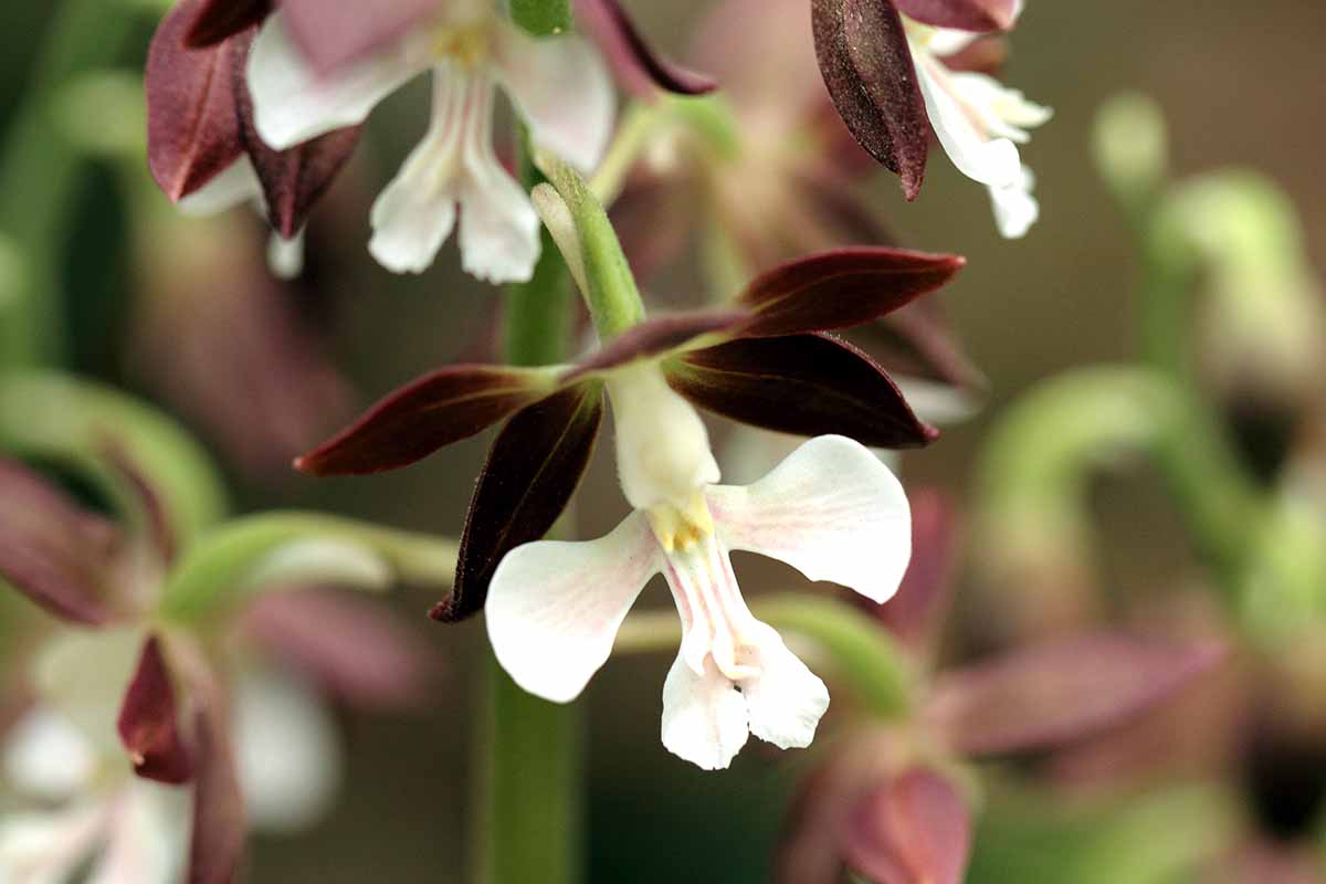 A horizontal close up photo of a single white calanthe bloom with a blurred background.