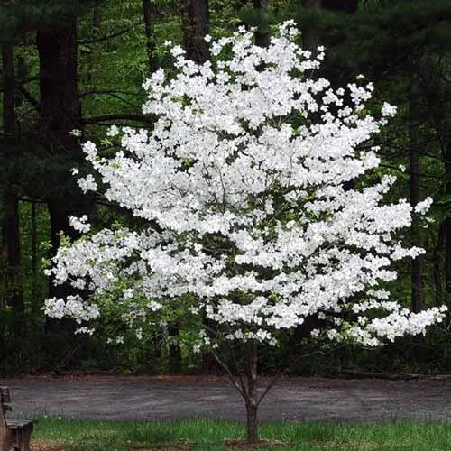 A square image of a 'Cloud 9' dogwood tree in full bloom growing in the garden.