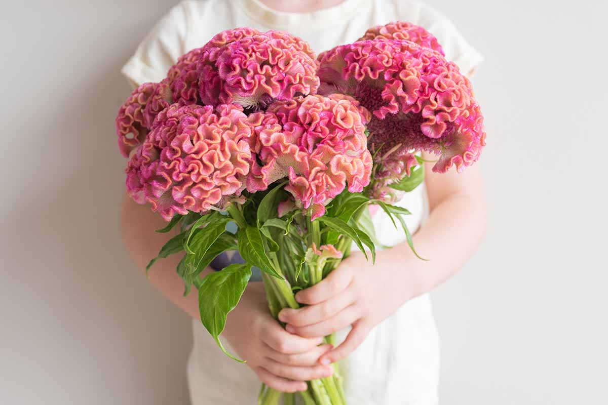 A close up horizontal image of a child holding a bunch of pink cockscomb flowers.