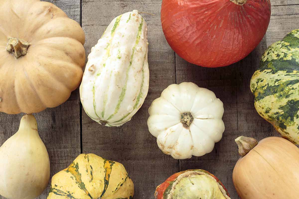 A horizontal image of various winter squashes on a wooden table shot from above.