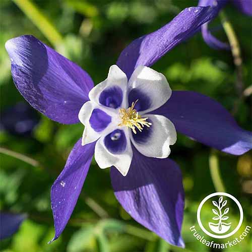 A square close up product shot of a Colorado blue columbine bloom. The flower is a dark purple star shaped bloom with white and purple petals in the middle.