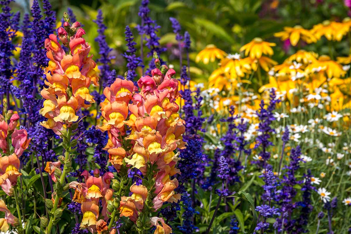 A close up horizontal image of a colorful cut flower garden pictured in light sunshine.