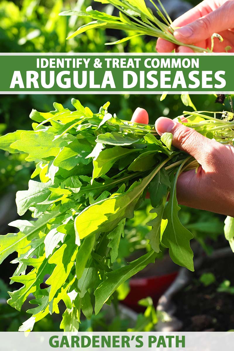 A vertical photo of a gardener holding arugula leaves in her hand. Green and white text span the middle and bottom of the frame.