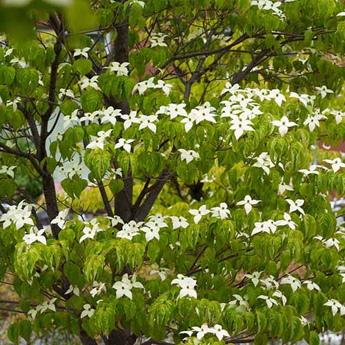 A square image of the white flowers and green foliage of a Constellation dogwood growing in the garden.