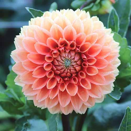A close up square image of a single 'Cornel Bronze' dahlia pictured on a soft focus background.