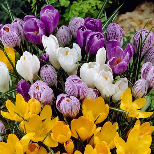 A vertical image of different colored crocuses pictured in light sunshine.