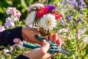 A close up horizontal image of a gardener's hands holding a bunch of cut flowers from the garden and a pair of pruners, pictured in light sunshine.