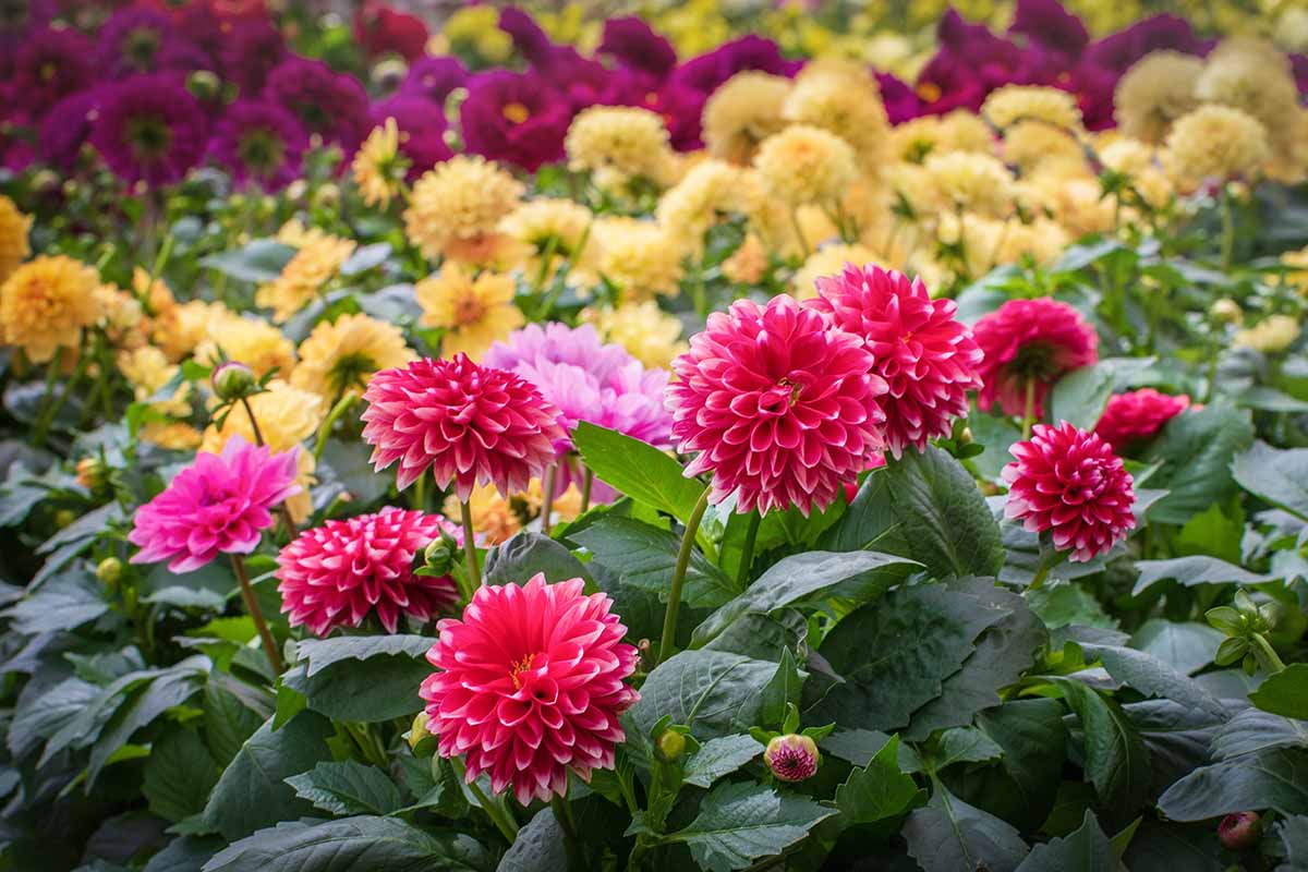 A close up horizontal image of different colored dahlias growing in the garden.