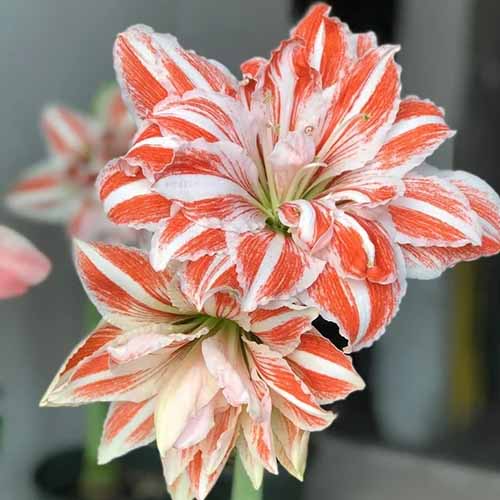 A close up of the red and white striped flowers of Hippeastrum 'Dancing Queen' growing indoors.