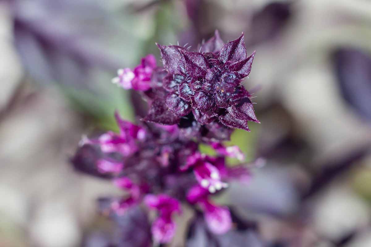 A horizontal close up photo of the top of a 'Dark Opal' basil plant where it is starting to flower.