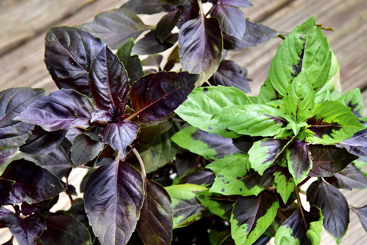 A horizontal photo of several 'Dark Opal' purple basil plants on a wooden table.