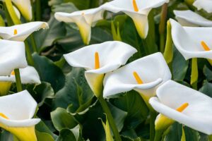 A horizontal close up photo of calla lily blooms in the midst of lush green foliage.