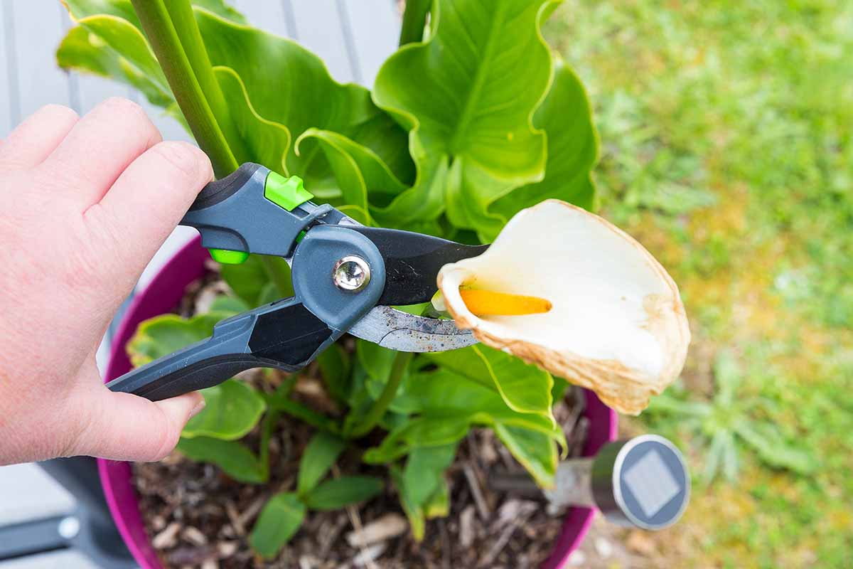 A horizontal photo of a gardener snipping off a spent calla lily bloom with garden clippers.