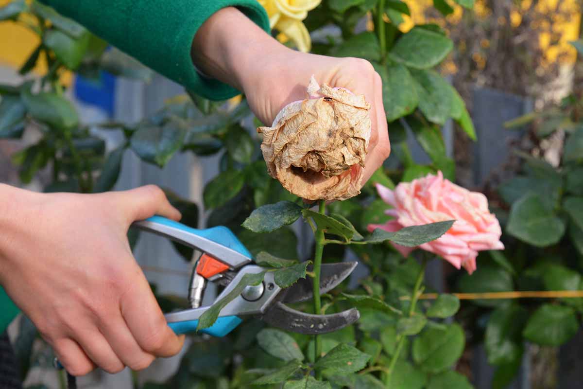 A close up horizontal image of a gardener deadheading roses in the garden.