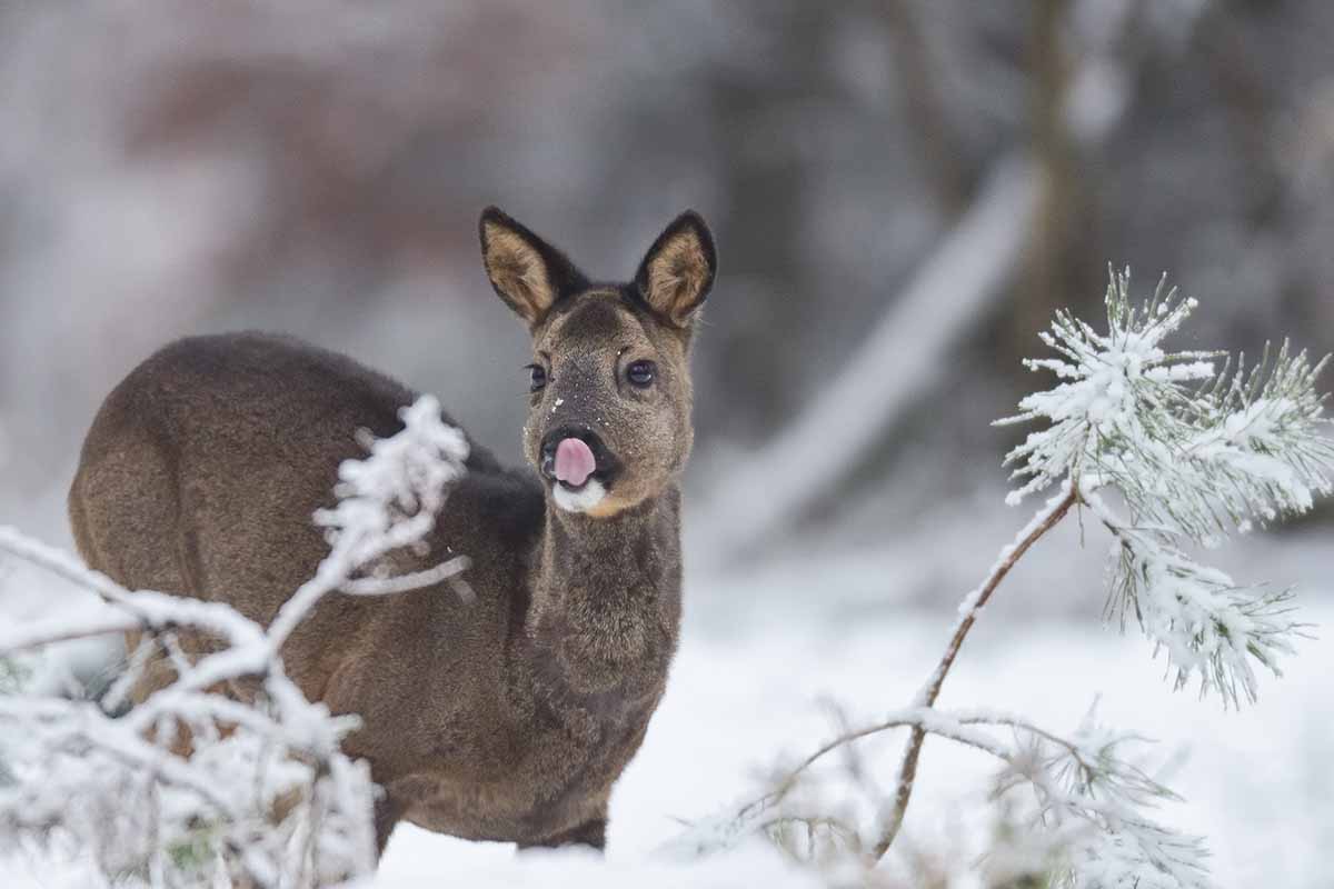 A horizontal photo of a female deer standing in the snow in a winter meadow.