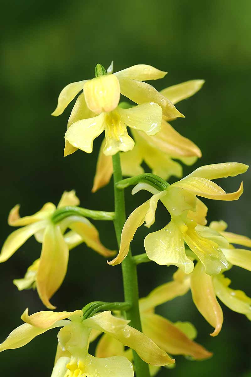A vertical close up of the dew on the yellow blooms of a calanthe orchid plant.
