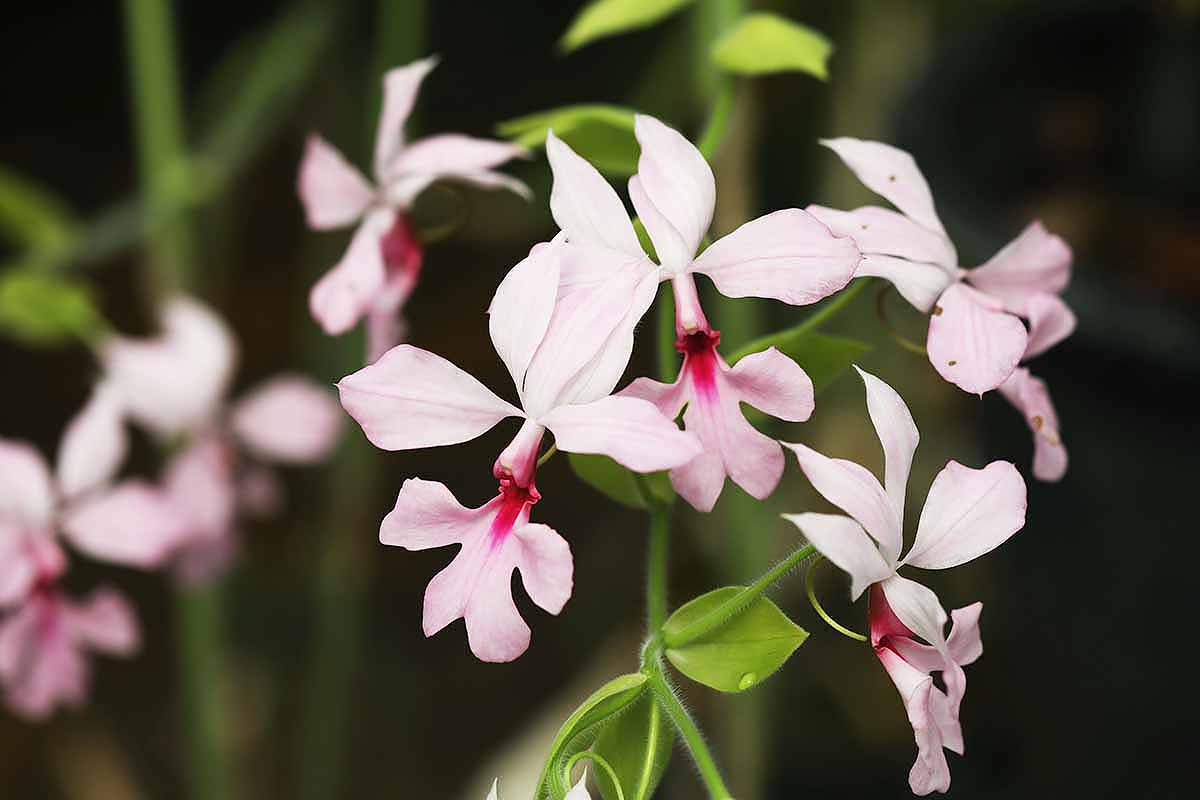 A horizontal close up photo of pale pink calanthe orchid blooms with dew on the leaves.