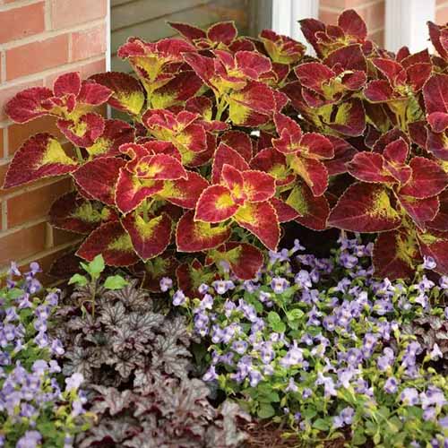 A square product shot of Dipt in Wine coleus plants. The foliage is yellow with deep red edges.