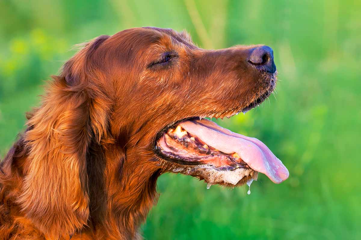 A close up horizontal image of a red setter panting pictured on a soft focus green background.