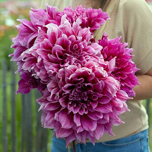 A close up of a gardener carrying a bunch of enormous 'Emory Paul' dahlia flowers.