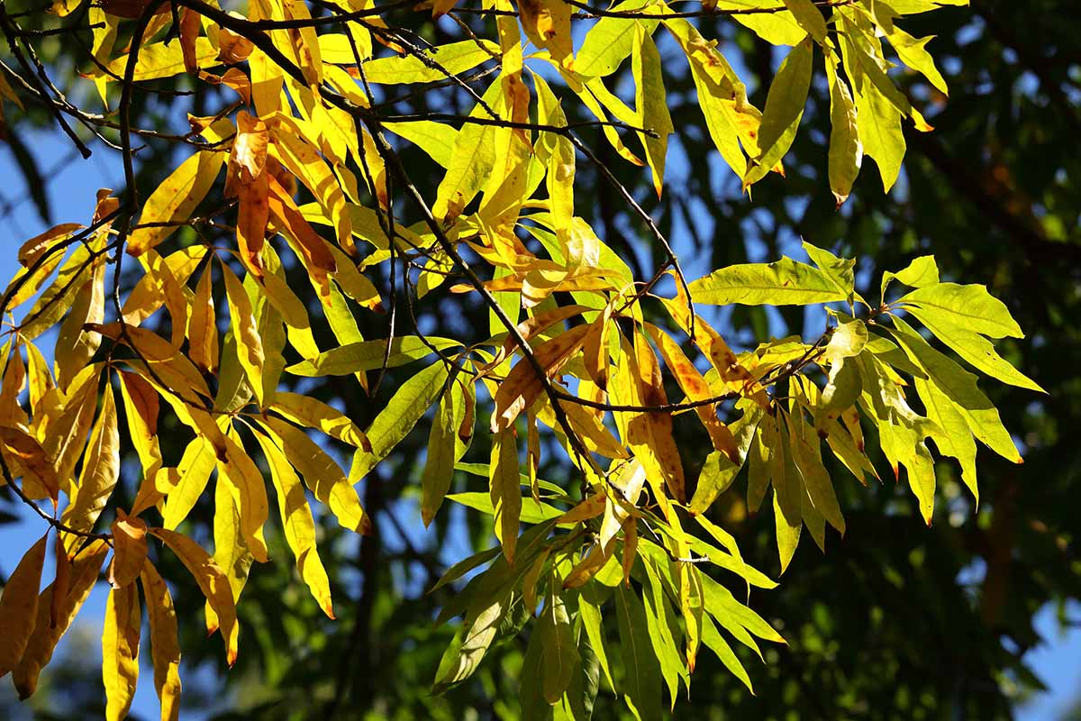 A horizontal photo of the yellow and orange fall colored leaves of a willow oak tree.